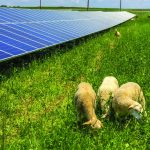 Solar Grazing